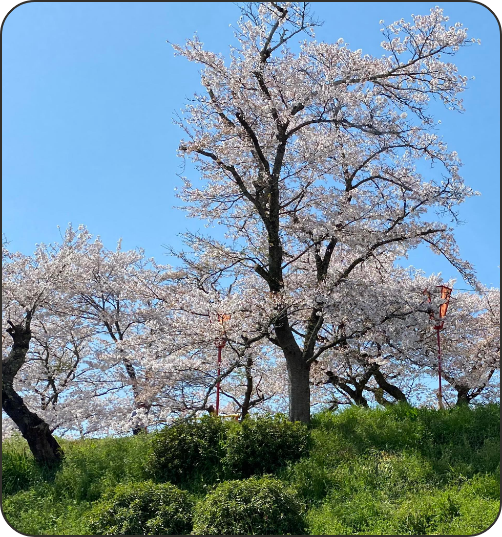 雲南市の桜